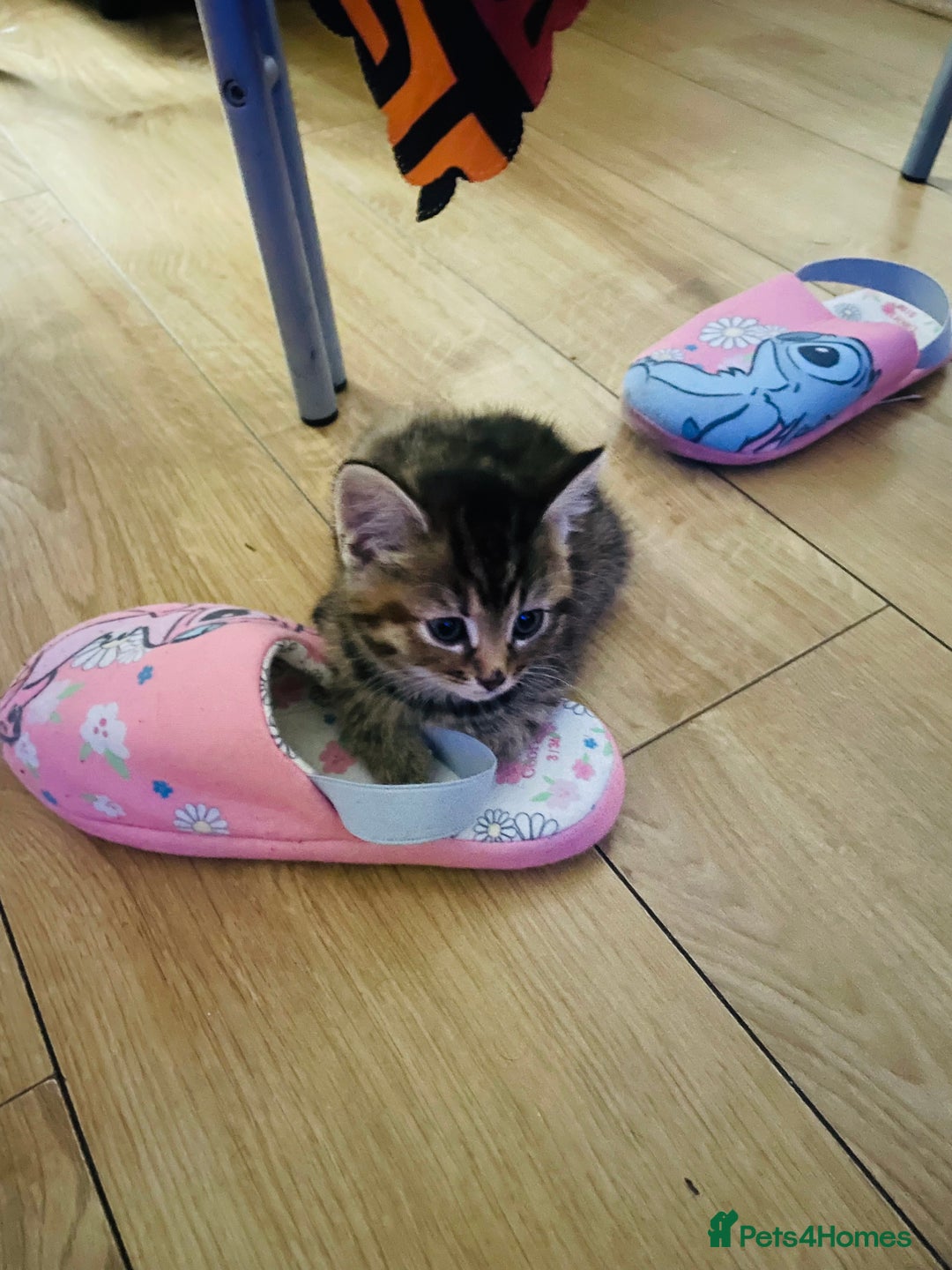 Brazilian Shorthair cats for sale: Cute kittens  in Dagenham - Image 3