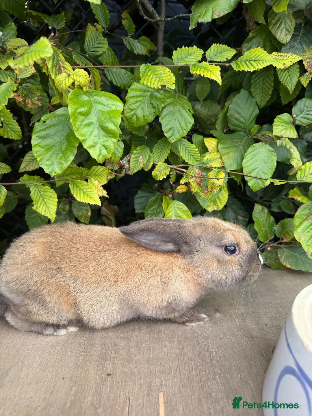 Mixed Breed rabbits for sale: Lovely Rabbit Looking for a New Home - Advert 2