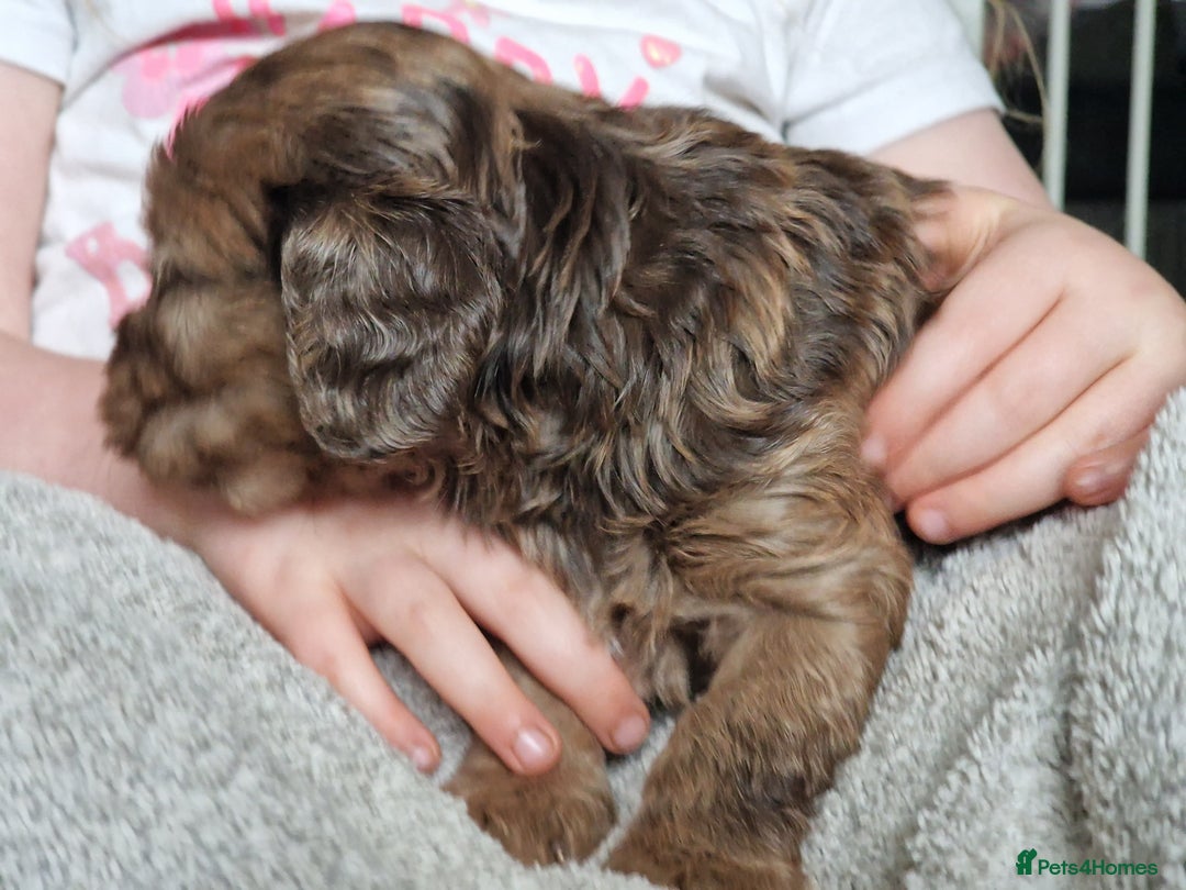 Cockapoo dogs for sale: red sable merle boy left 💜 - Image 23