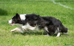 Border Collie dogs for stud: *PROVEN* Blue and White Border Collie Stud in Stoke-on-Trent - Image 6