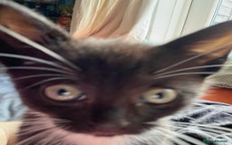 Mixed Breed cats for sale: Isha and Freya - Image 7