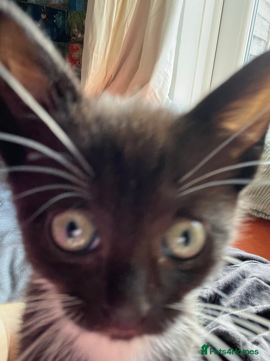Mixed Breed cats for sale: Isha and Freya - Image 7