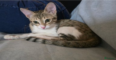 Mixed Breed cats - Advert 1