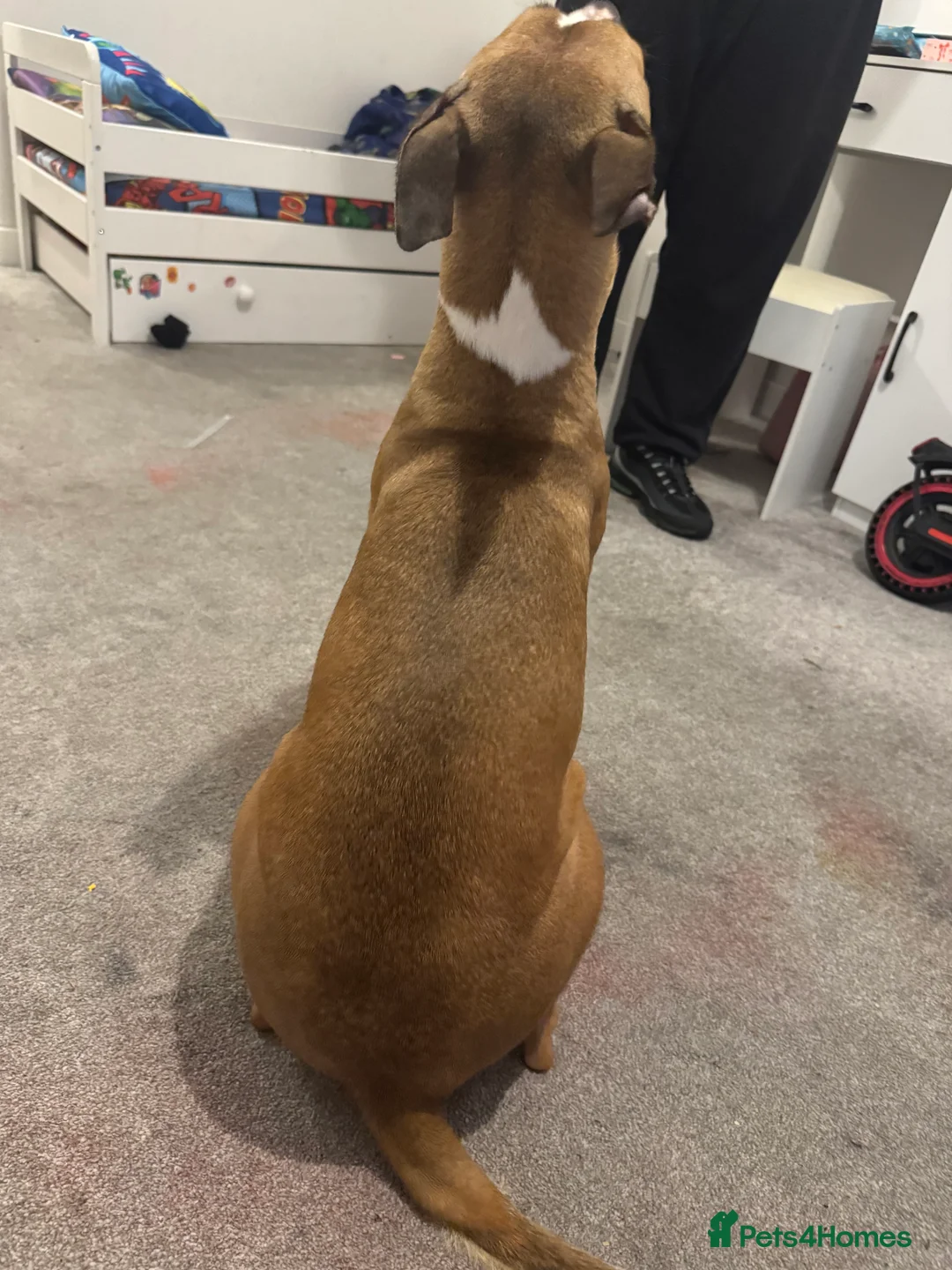 Mixed Breed dogs for sale: Bella female dog  - Advert 4