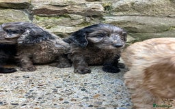 Cockapoo dogs for sale: BEAUTIFULL F1 COCKAPOO PUPPYS - Advert 13