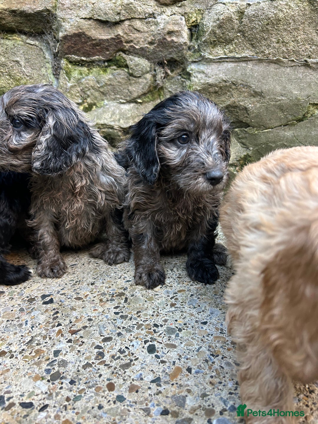 Cockapoo dogs for sale: BEAUTIFULL F1 COCKAPOO PUPPYS - Advert 13