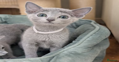 Russian Blue cats - Advert 9