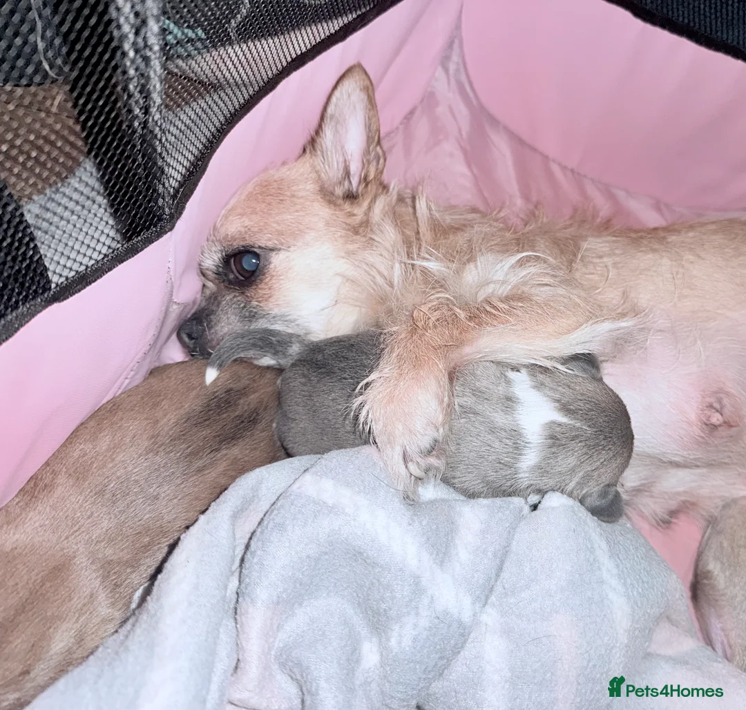 Mixed Breed dogs for sale: Ready for her new home, beautiful Chihuahua pup. - Advert 2