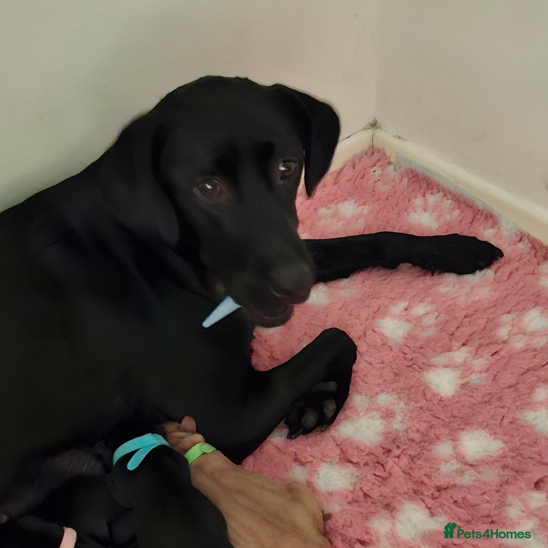 Labrador Retriever dogs for sale: Stunning Pure Labrador retriever puppies - Image 13