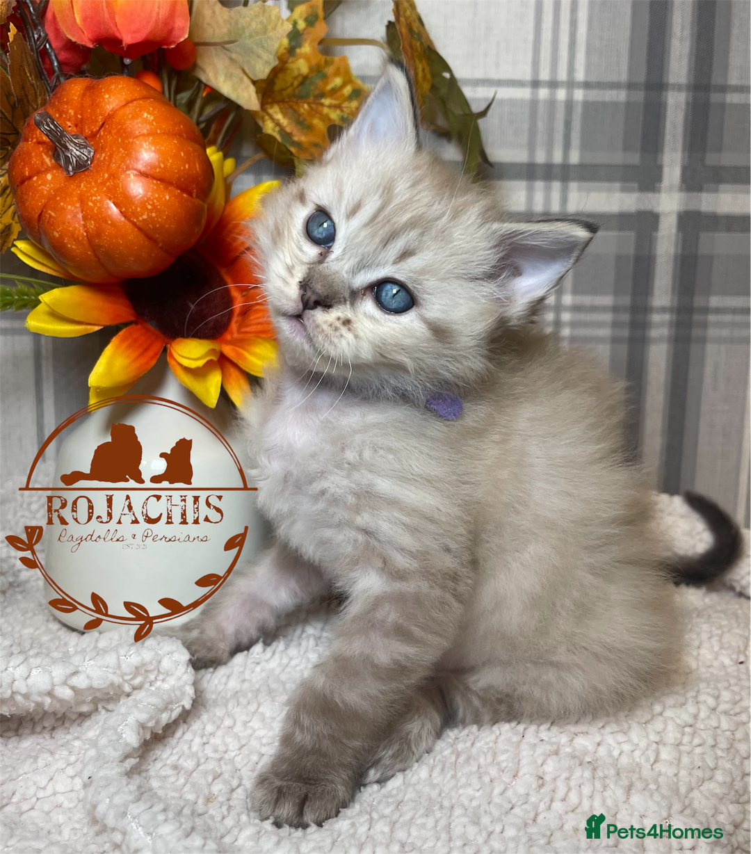 Ragdoll cats for sale: 💫Pedigree Cherubim Ragdolls💫 - Advert 3