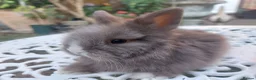 Lionhead rabbits for sale: PUREBRED DOUBLE/TEDDY LION HEAD BABIES  - Advert 8