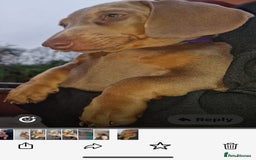 Dachshund dogs for sale: 🏡🐾 Isabella Dachshund Puppies - Ready Now 🐾🏡 - Advert 9