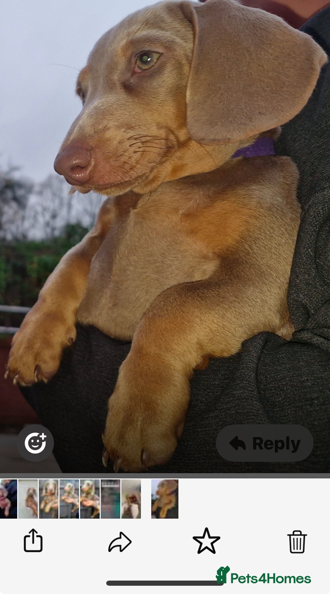 Dachshund dogs for sale: 🏡🐾 Isabella Dachshund Puppies - Ready Now 🐾🏡 - Advert 9