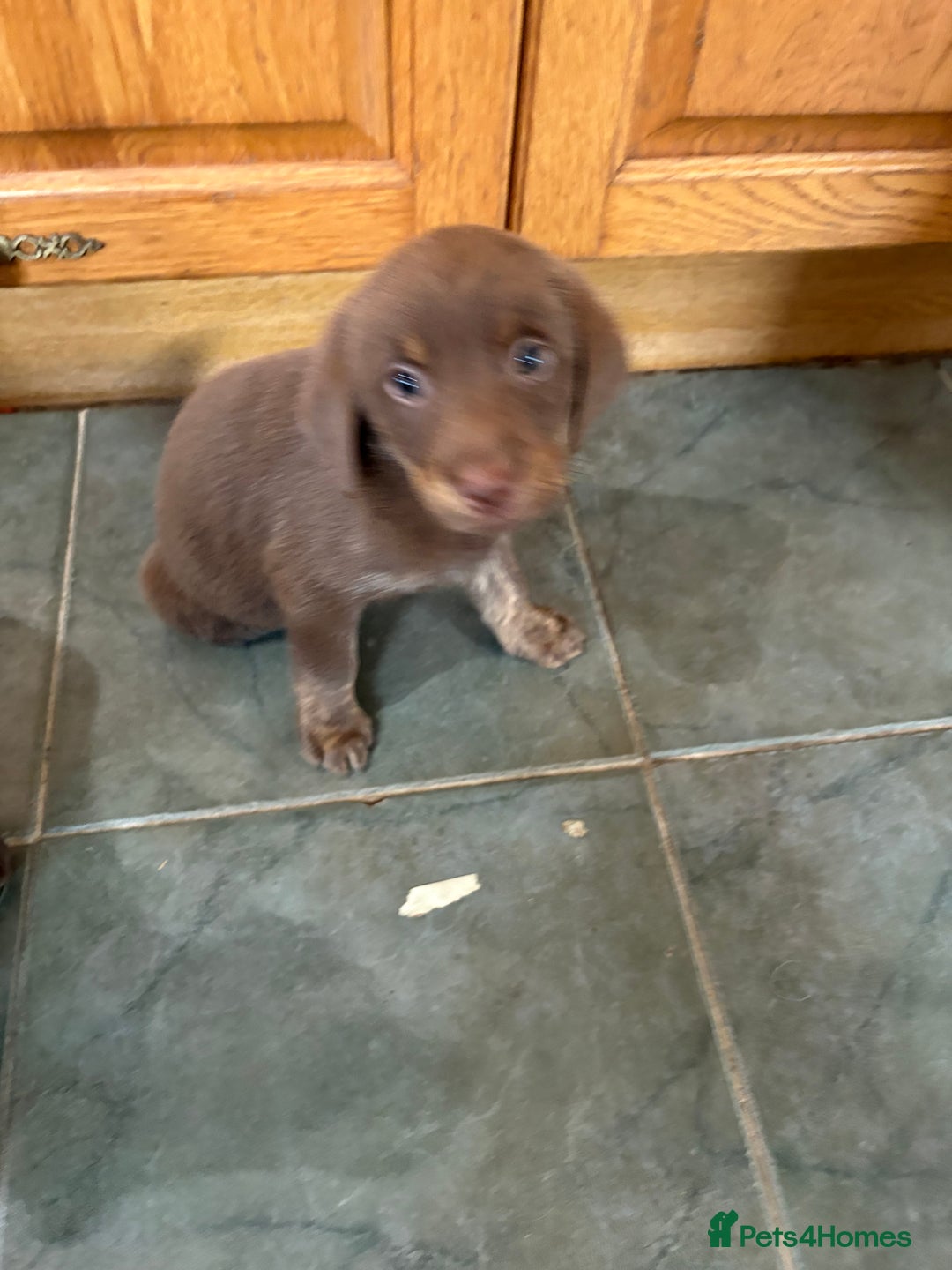 Labrador Retriever dogs for sale: Lovely unexpected litter of Labs - Image 8