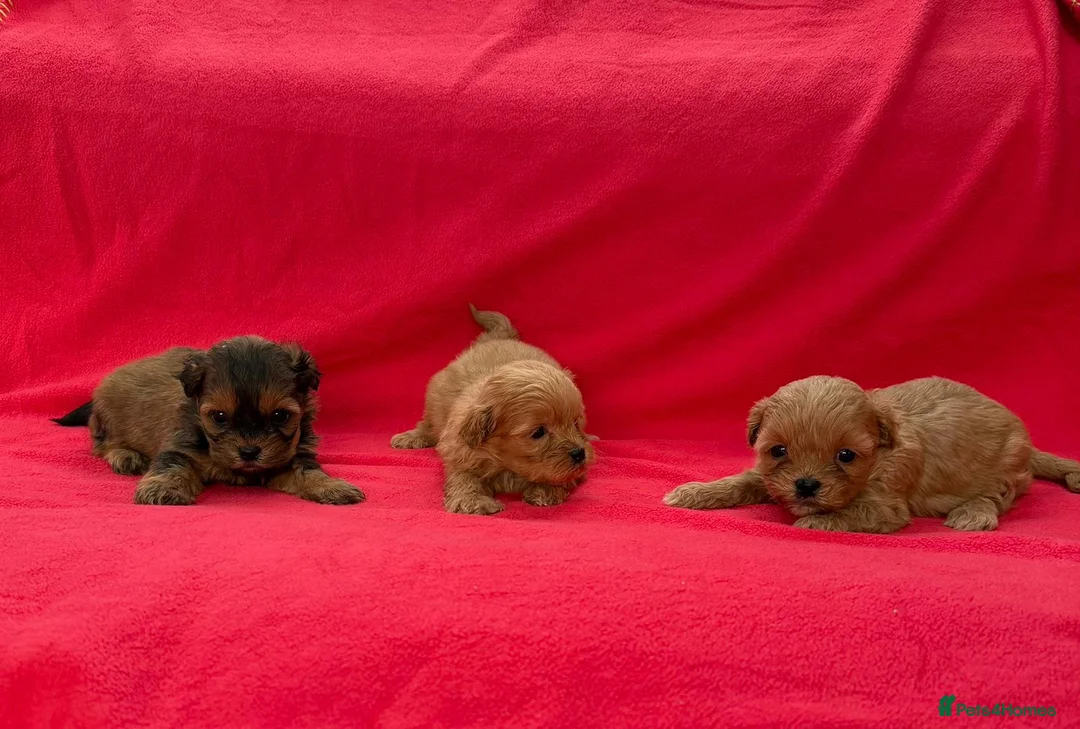 Shihpoo dogs for sale: Shihpoo pups for sale - Advert 7