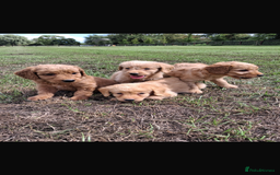 Mini Goldendoodle dogs for sale: F1 Goldendoodle puppies  - Image 21