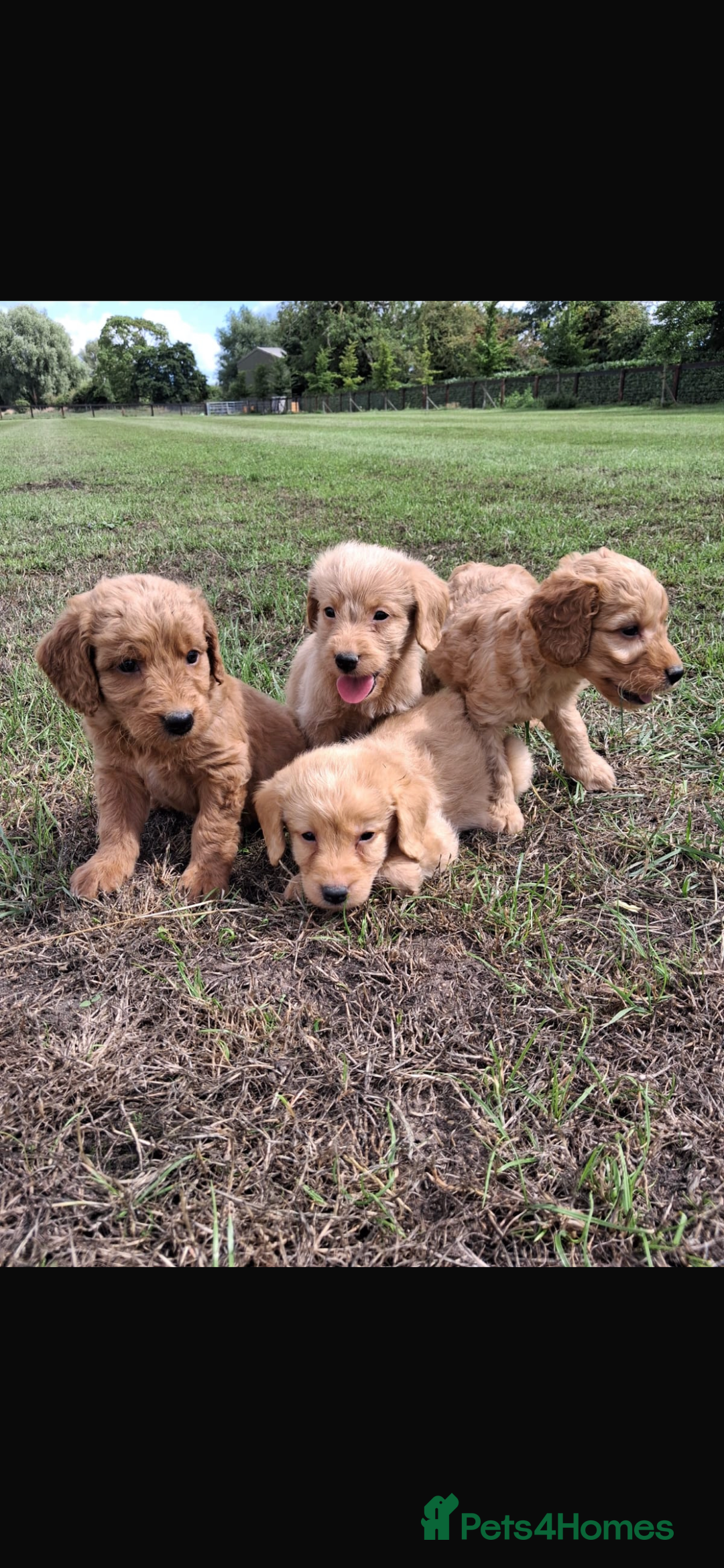 Mini Goldendoodle dogs for sale: F1 Goldendoodle puppies  - Image 21