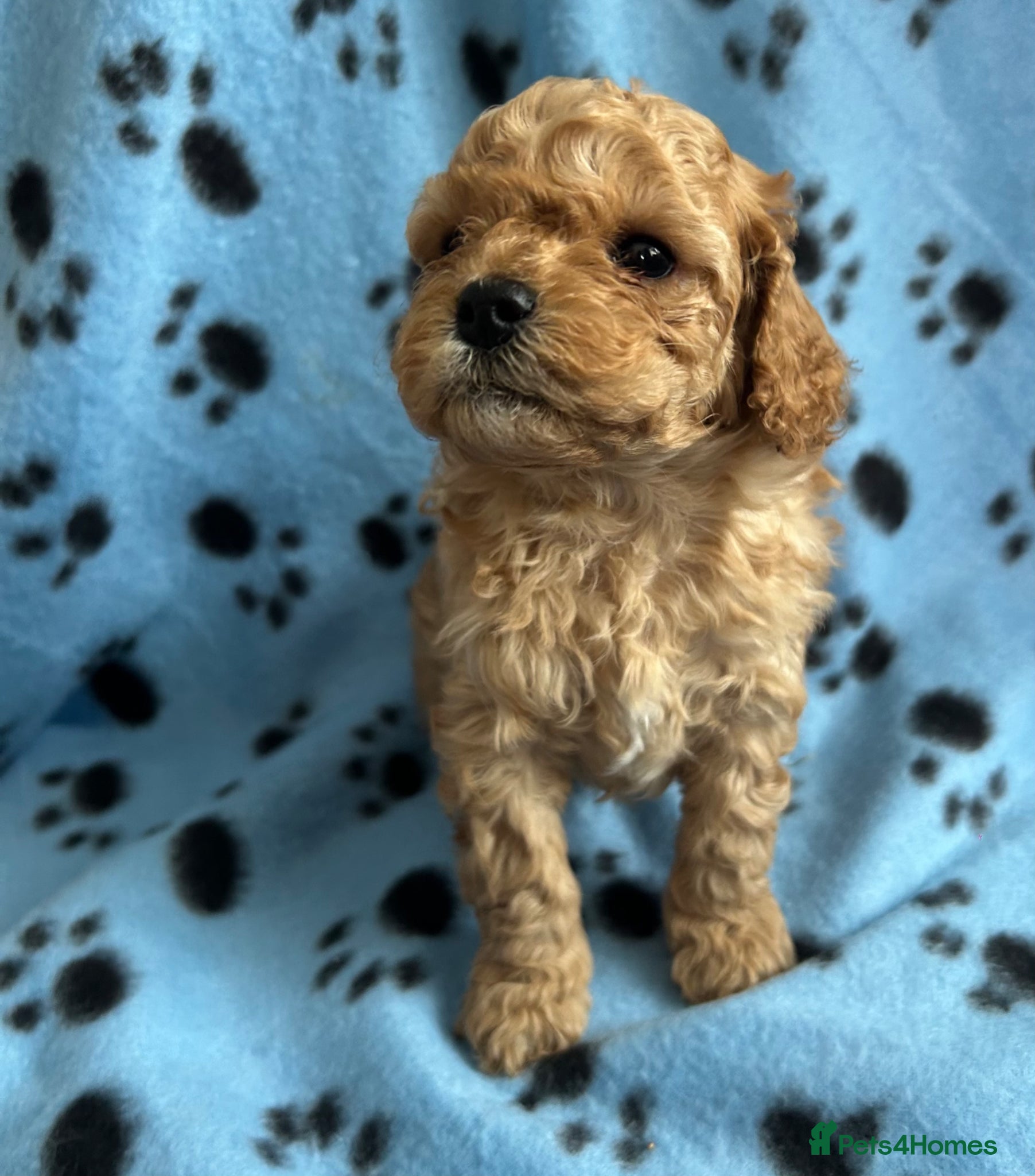 Cockapoo dogs F1b cockapoo, 1 boy 1 girl available  - Advert 6
