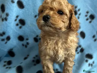 Cockapoo dogs F1b cockapoo, 1 boy 1 girl available - Advert 6