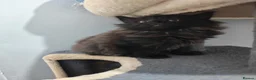 Mixed Breed cats for sale: Beautiful FLUFFY kittens VIDEOS - Advert 31