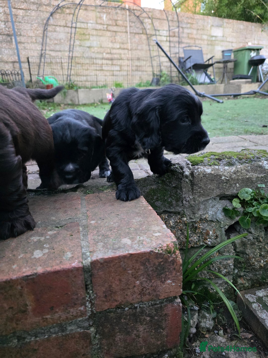 Cocker Spaniel dogs for sale: last puppy (girl) of the Working Cocker Spaniel - Advert 2