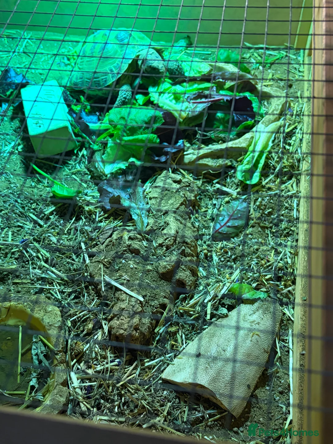 Tortoise reptiles for sale: Horsefield tortoise  - Advert 3