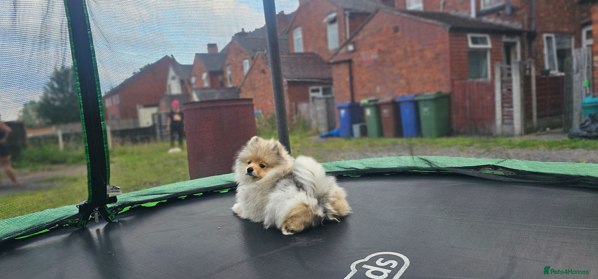 Pomeranian dogs Super fluffy multicoloured pomeranians - Advert 1