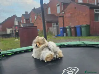 Pomeranian dogs Super fluffy multicoloured pomeranians - Advert 1