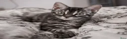 Bengal cats for sale: Unique Bengal Kittens  in Manchester - Advert 14