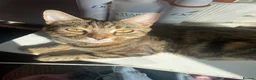 Mixed Breed cats for sale: 6 Beautiful Babies looking for forever homes - Advert 1