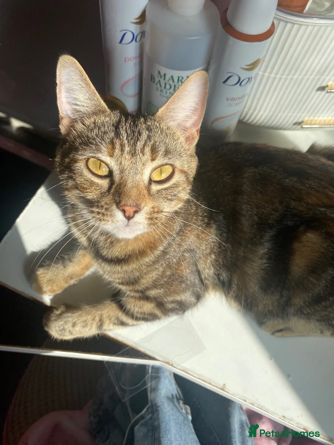 Mixed Breed cats for sale: 6 Beautiful Babies looking for forever homes - Advert 1