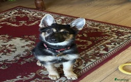 German Shepherd dogs for sale: 1 year old Female German Shepherd Puppy  - Image 1