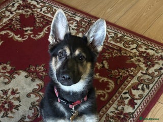 German Shepherd dogs - Advert 4