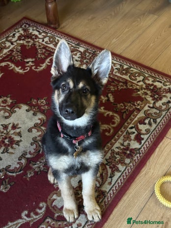 German Shepherd dogs - Advert 3