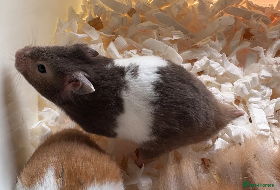 Hamster rodents for sale: Super friendly boy Syrian hamsters  - Advert 4