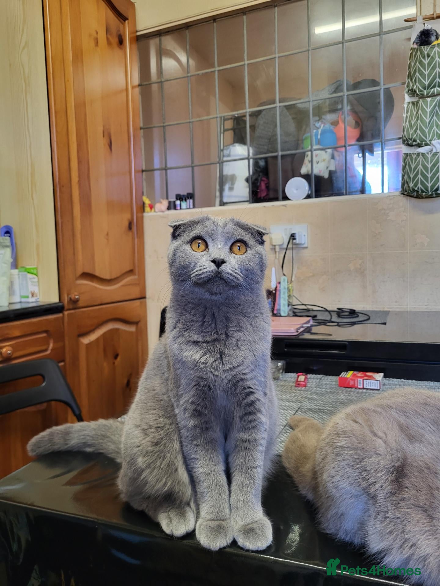 Scottish Fold cats for sale: Scottish fold kitten for sale - Advert 1