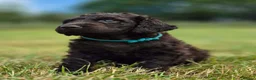 Irish Water Spaniel dogs for sale: Irish Water Spaniels  in Bishop Auckland - Advert 5