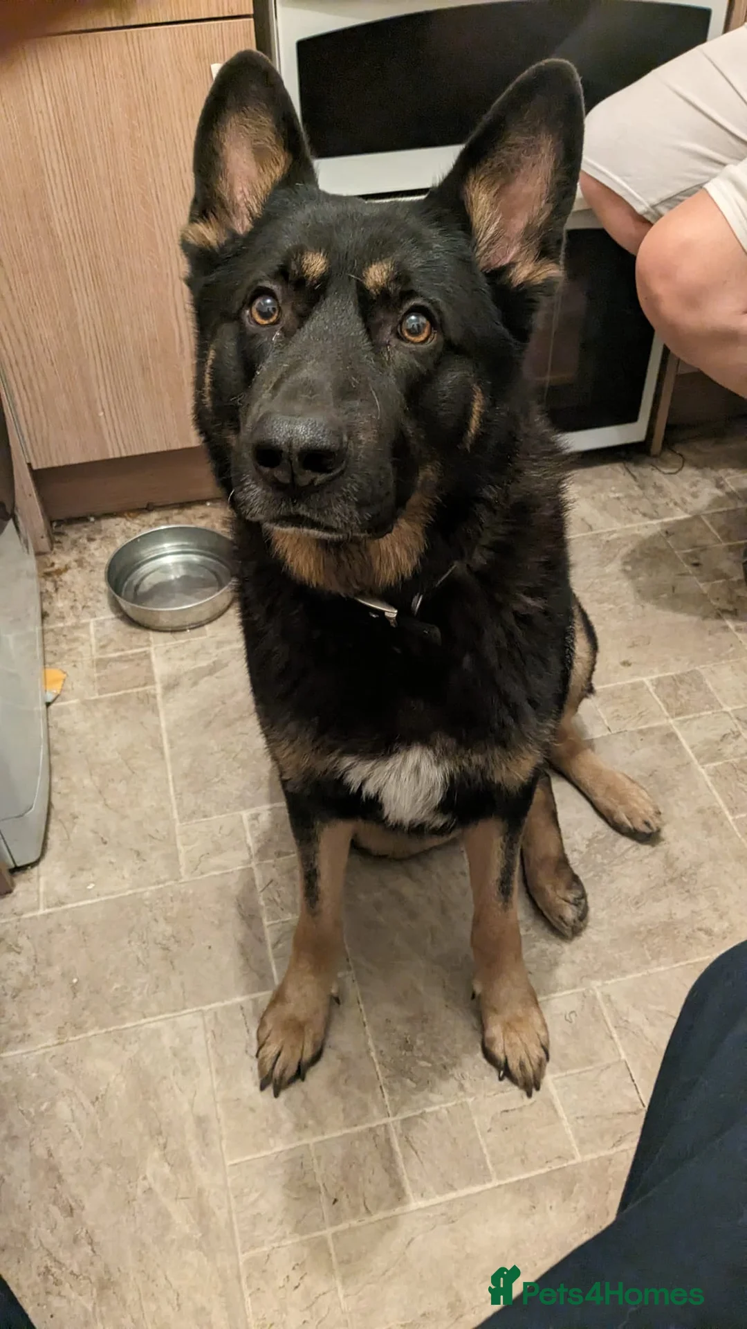 German Shepherd dogs for sale: Loving big gsd looking for forever home  - Advert 1