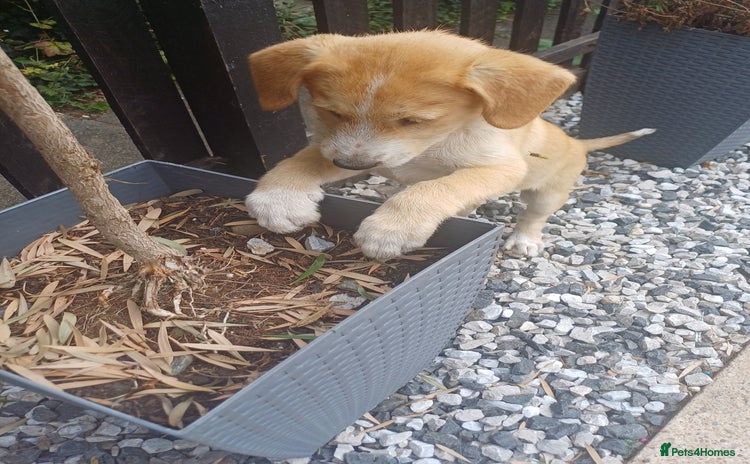 Mixed Breed dogs in Nottingham - Advert 11