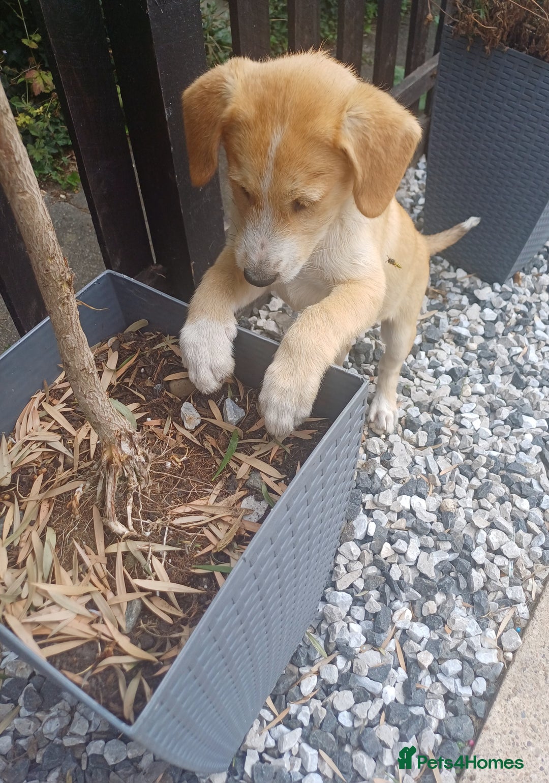Mixed Breed dogs for sale: **LAST FEMALE HUSKYDOODLE** in Nottingham - Image 3