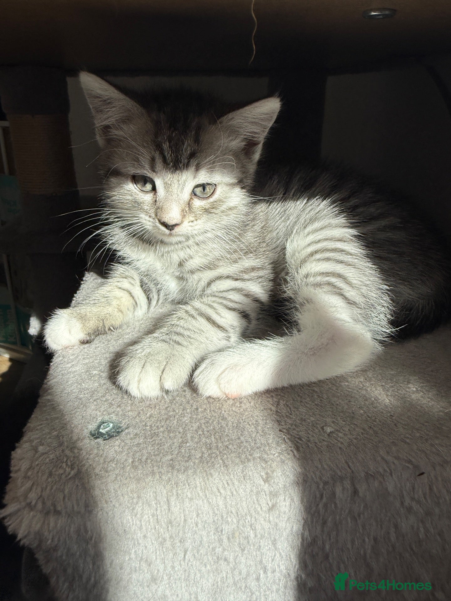 Persian cats Persian silver kittens 🩷 3 left ready to go! - Advert 1