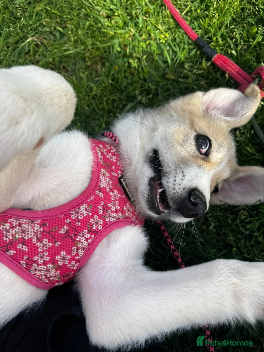 Mixed Breed dogs for adoption: Nancy - Advert 14