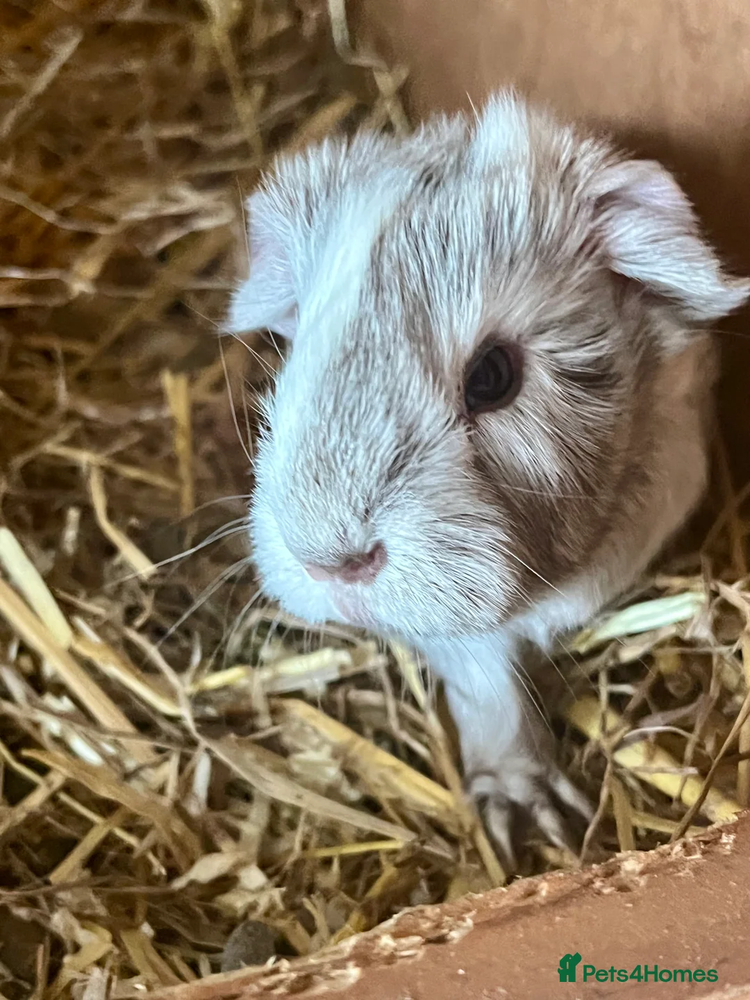 Guinea Pig rodents for sale: Guinea pig babies and young adults available  - Advert 2