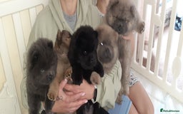 Chow Chow dogs for sale:  KC registered Chow Chow puppies for sale.🤗 - Image 36