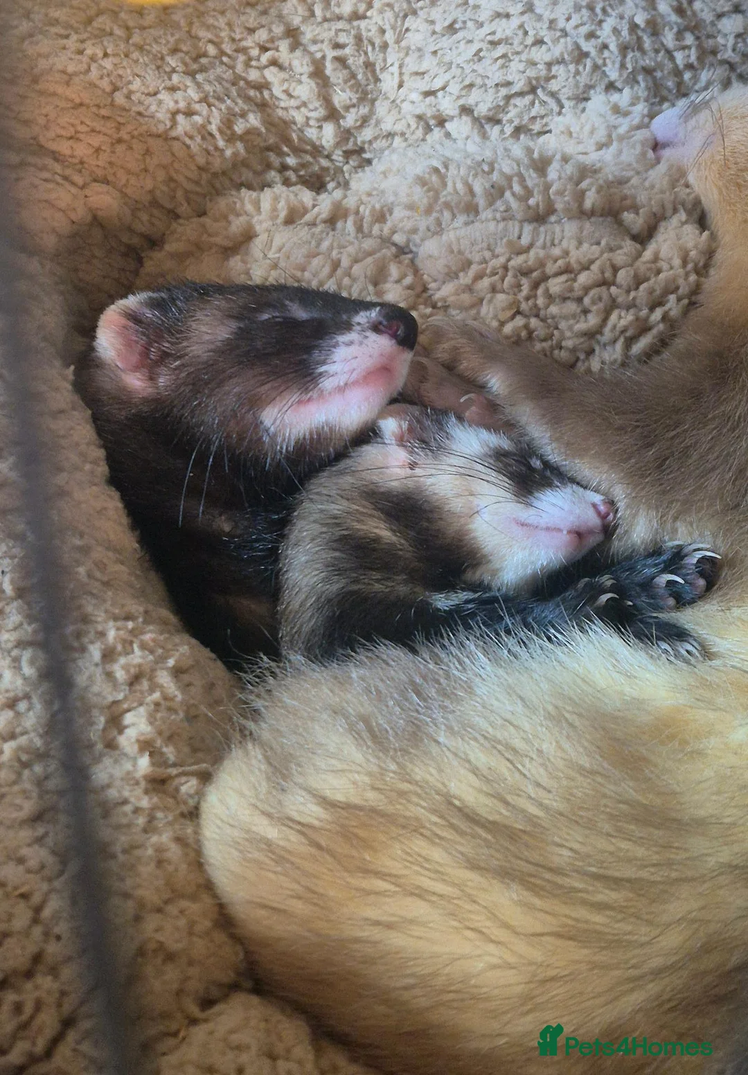 Ferret rodents for sale: 3 x 6 month old ferrets - Advert 2