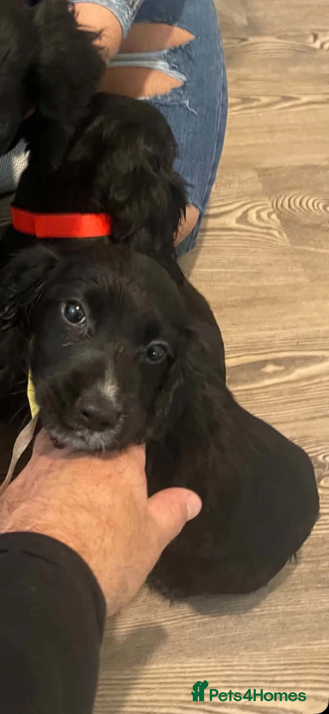 Cocker Spaniel dogs for sale: My beautiful cocker spaniel puppies - Advert 2