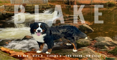 Bernese Mountain Dog dogs in Market Drayton - Advert 3