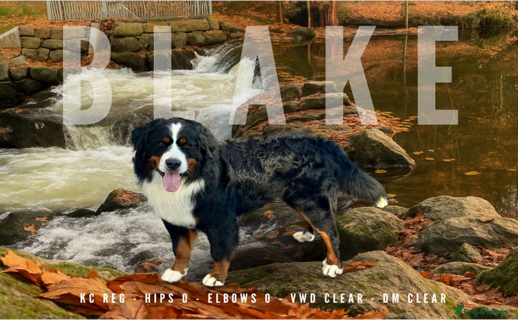 Bernese Mountain Dog dogs in Market Drayton - Advert 1