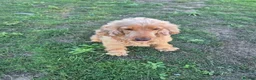 Cocker Spaniel dogs for sale: Cocker Spaniel Female - Advert 3