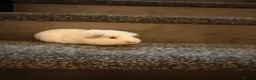 Guinea Pig rodents for sale: Guinea pigs  - Advert 5